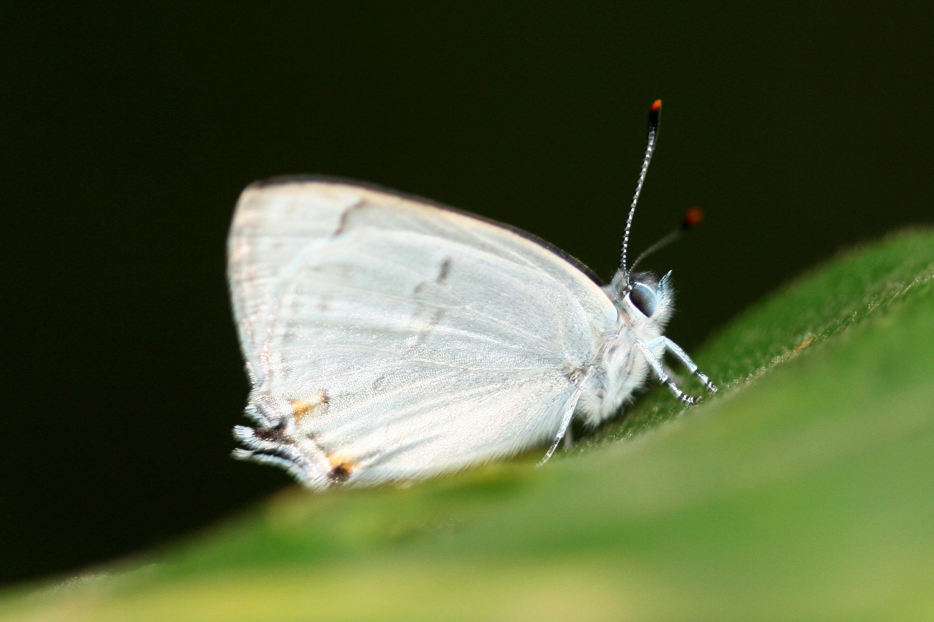 2012年7月北海道2ｶﾗﾌﾄﾀｶﾈｷﾏﾀﾞﾗｾｾﾘ: ひろの蝶撮影日誌